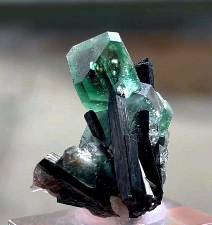 Fluorite, Schorl
41 mm x 36 mm. Largest crystal: 16 mm
(Autor: Carles Millan)