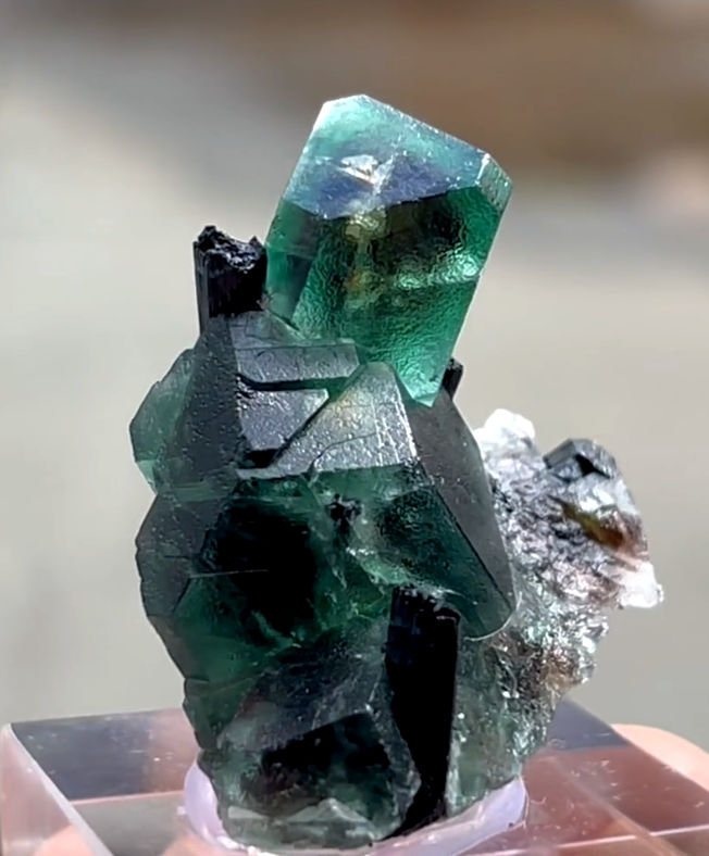 Fluorite, Schorl
41 mm x 36 mm. Largest crystal: 16 mm
(Autor: Carles Millan)