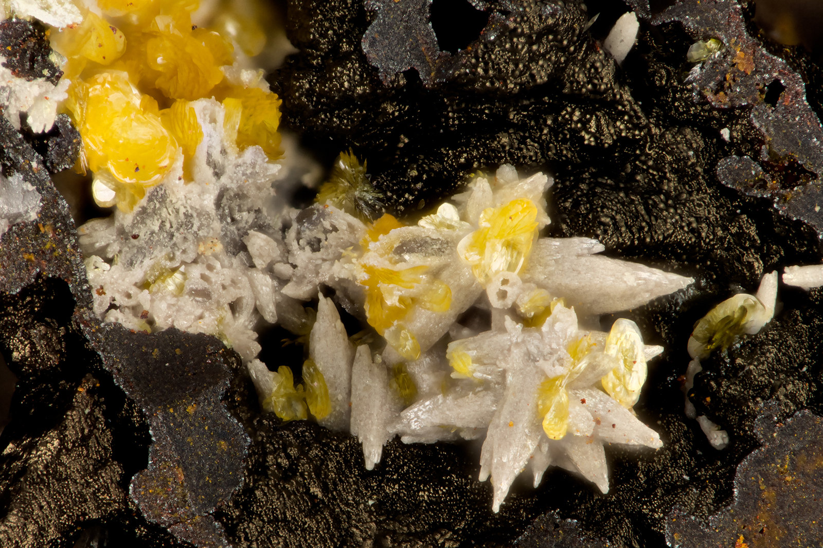 Vanadinite, Descloizite
FOV = 1.3 mm
(Autor: Doug)
