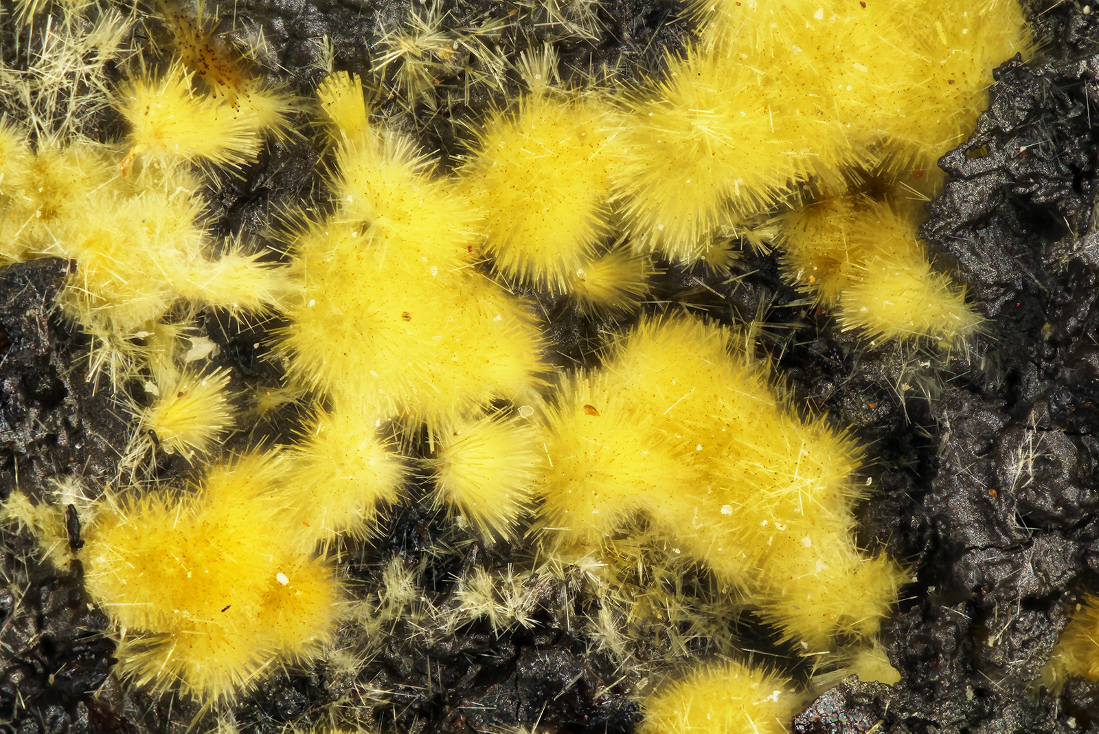 Cacoxenite
FOV = 4.0mm
(Autor: Doug)
