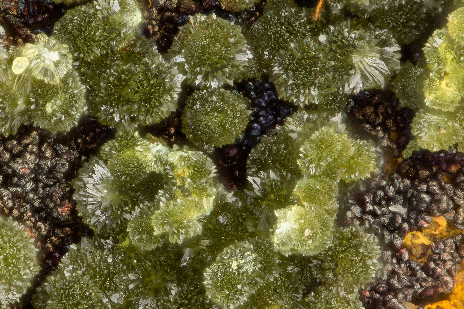 Lipscombite
FOV = 0.8 mm
(Autor: Doug)