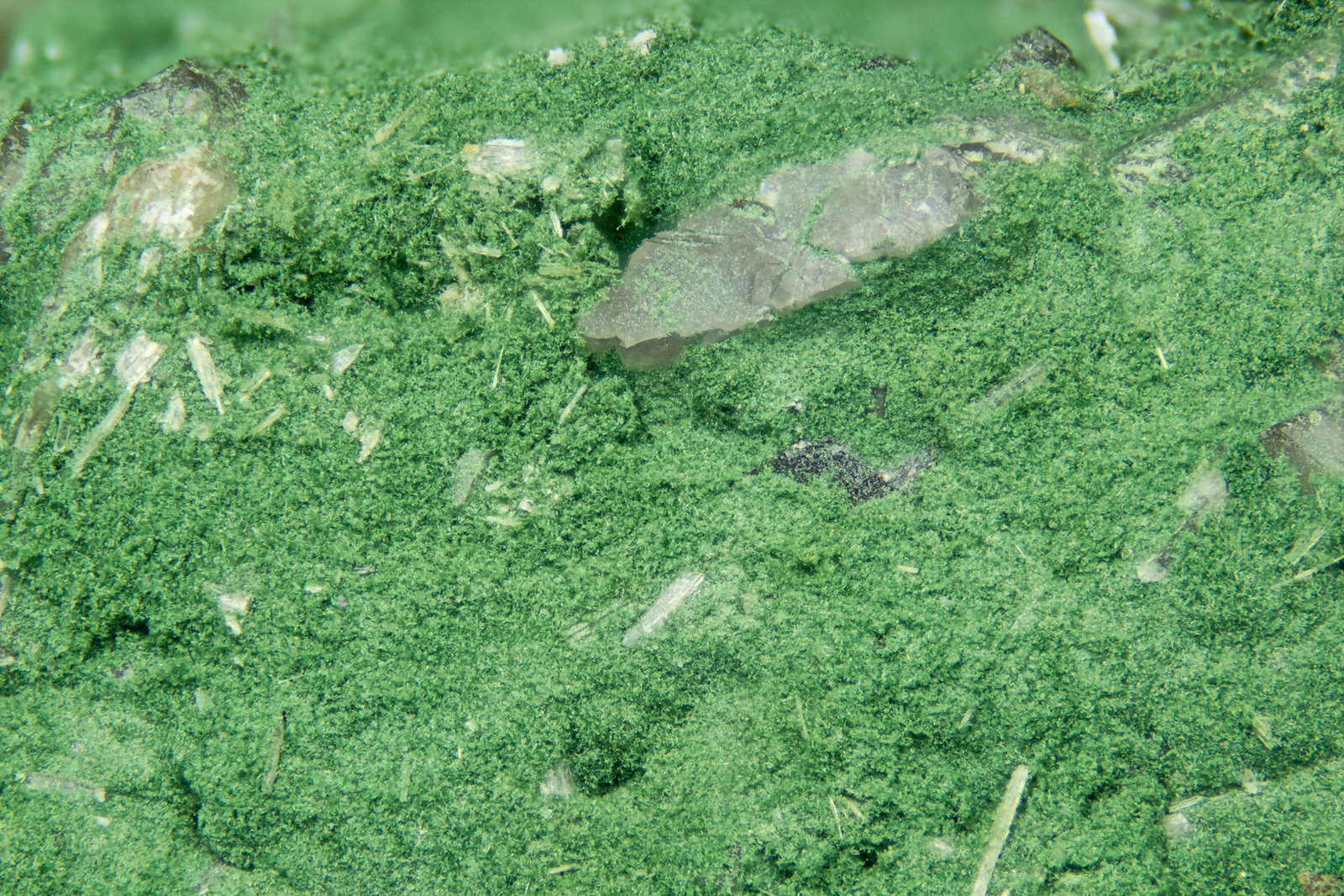 Ferroceladonite  Elpidite
FOV = 4mm
(Autor: Doug)