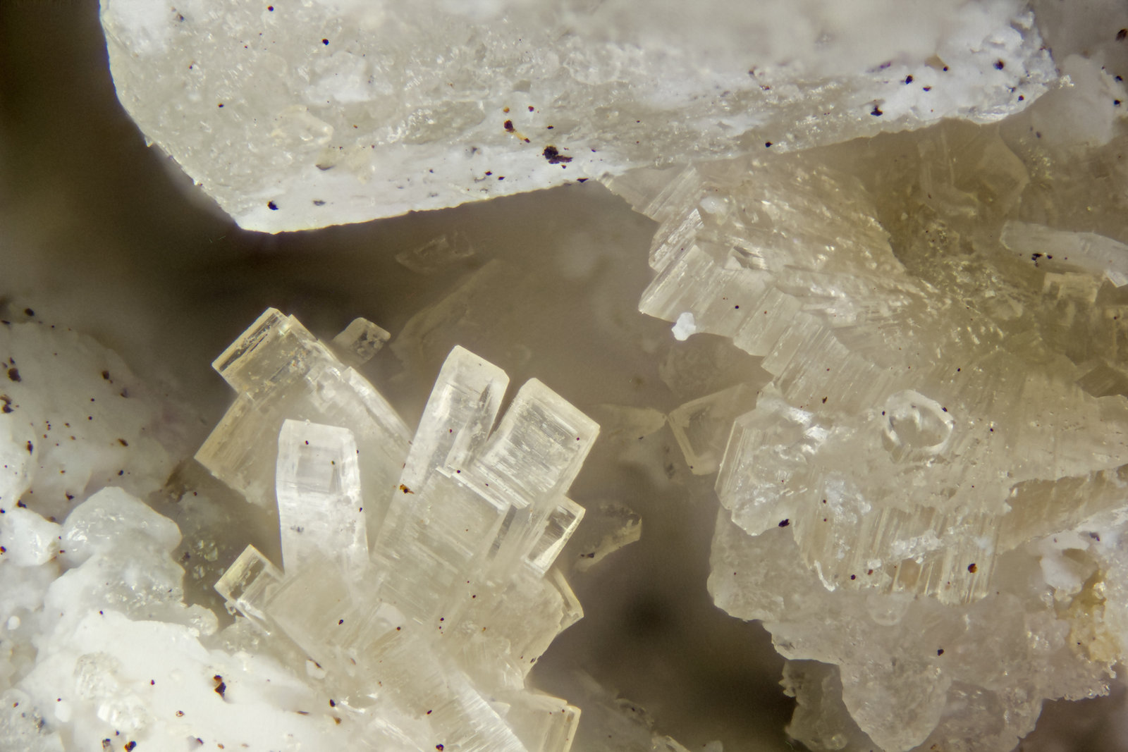 Horvathite-(Y)
FOV = 2mm
(Autor: Doug)