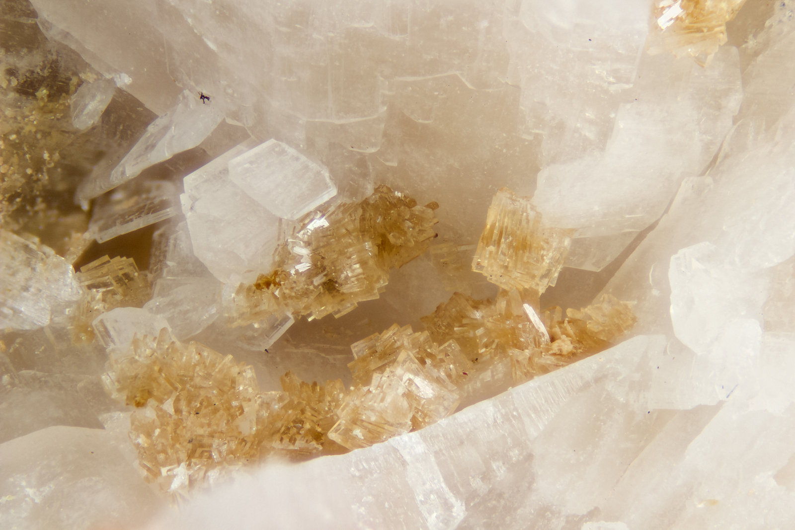 Nenadkevichite
FOV = 4mm
(Autor: Doug)