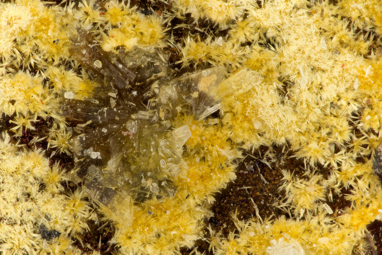 Cacoxenite
FOV = 1.6 mm
(Autor: Doug)