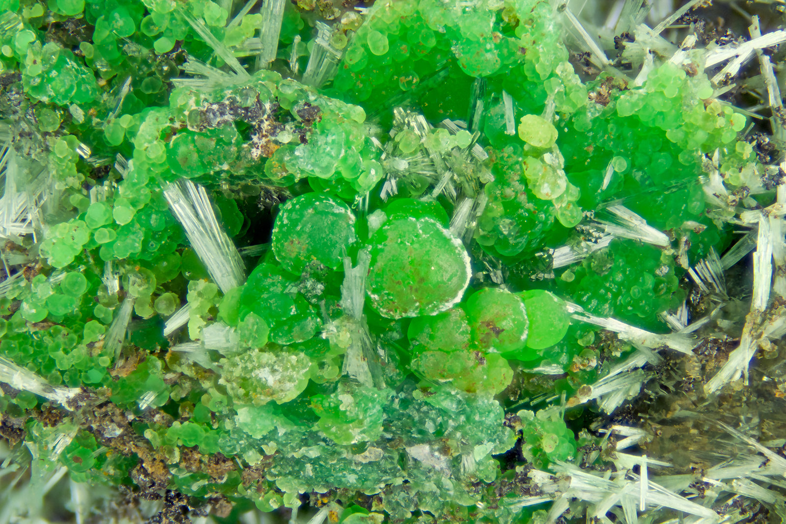 Conichalcite
FOV = 4.0 mm
(Autor: Doug)