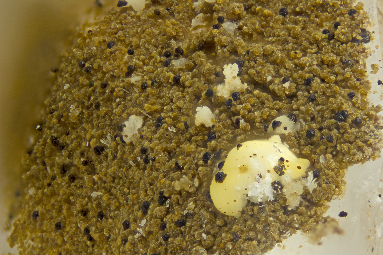 Kainosite-(Y)
FOV = 2.0 mm
(Autor: Doug)