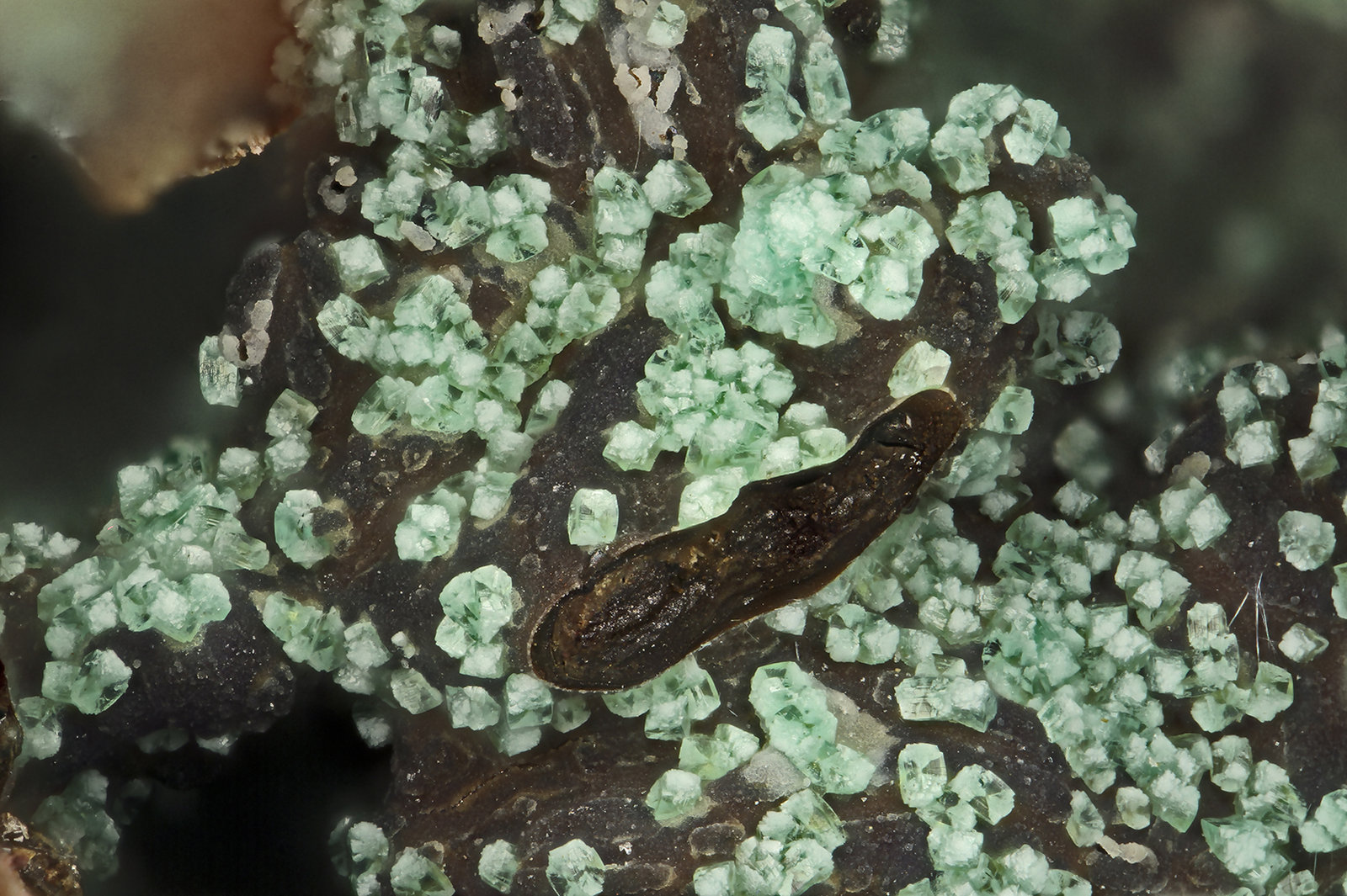 Adamite
FOV = 2.0 mm
(Autor: Doug)