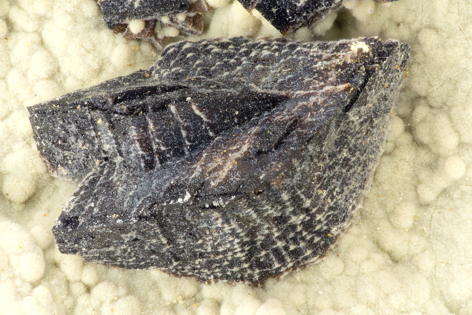 Siderite
FOV = 3.4 mm
(Autor: Doug)