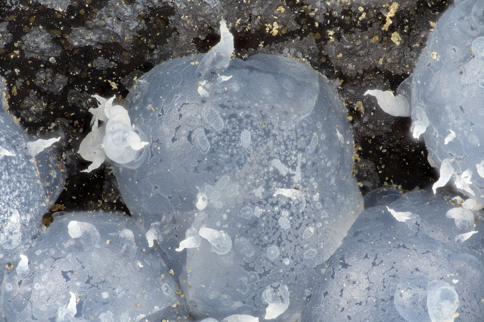 'Thomsonite'
FOV = 3.6 mm
(Autor: Doug)
