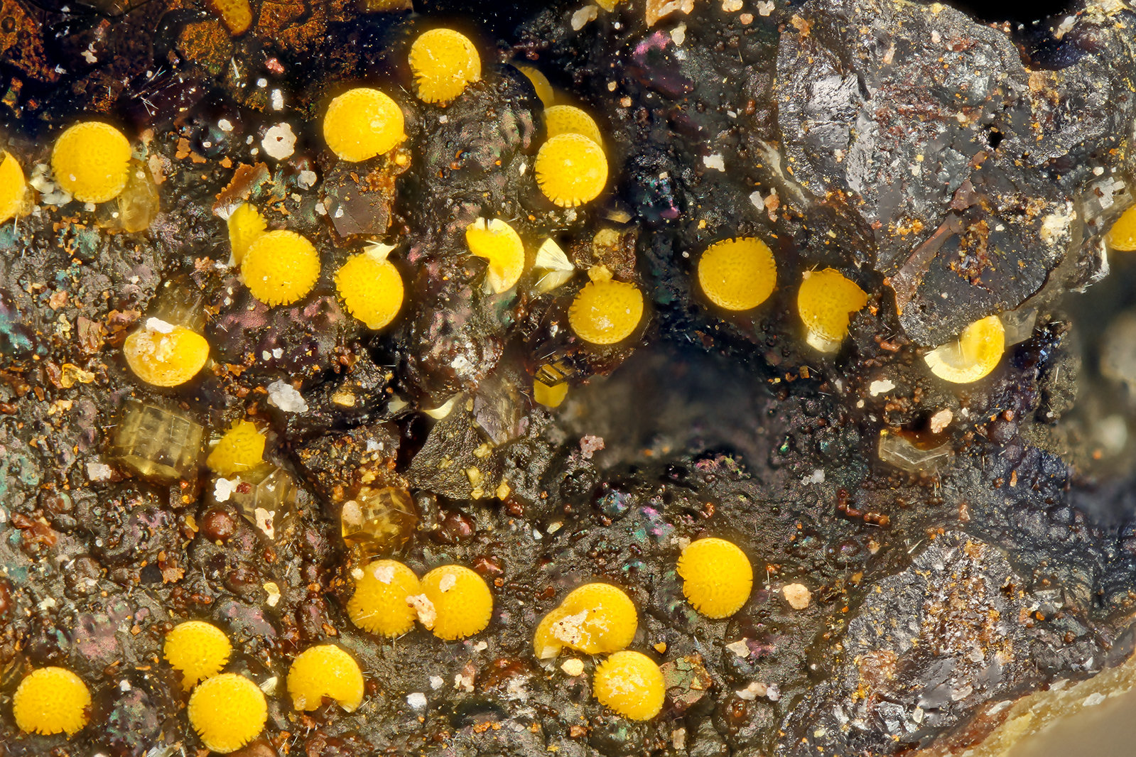 Cacoxenite
FOV = 1.2 mm
(Autor: Doug)