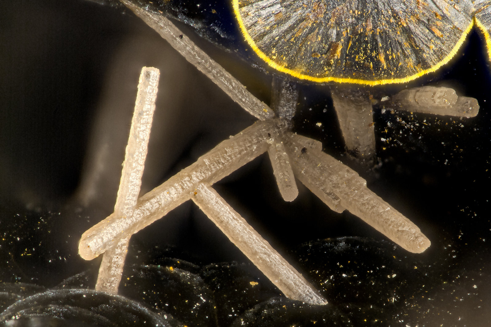 Pyromorphite
FOV = 1.4 mm
(Autor: Doug)