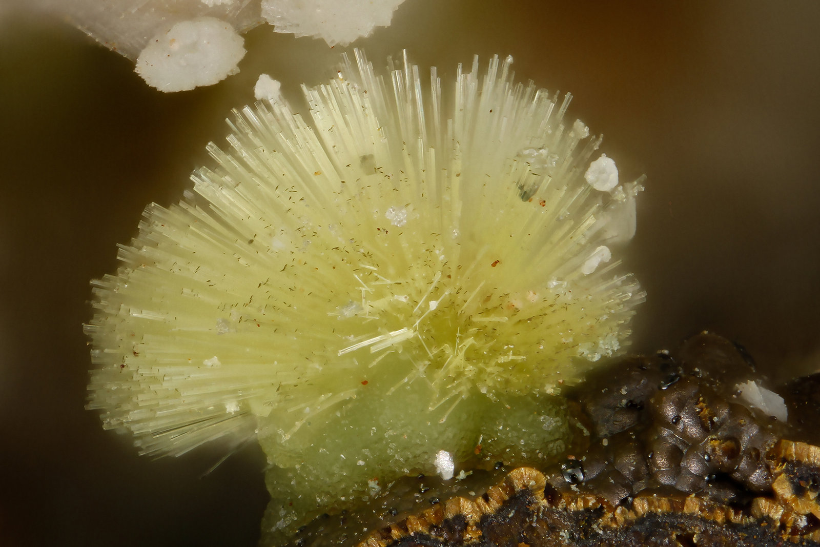 Meurigite-K
FOV = 1.2 mm
(Autor: Doug)