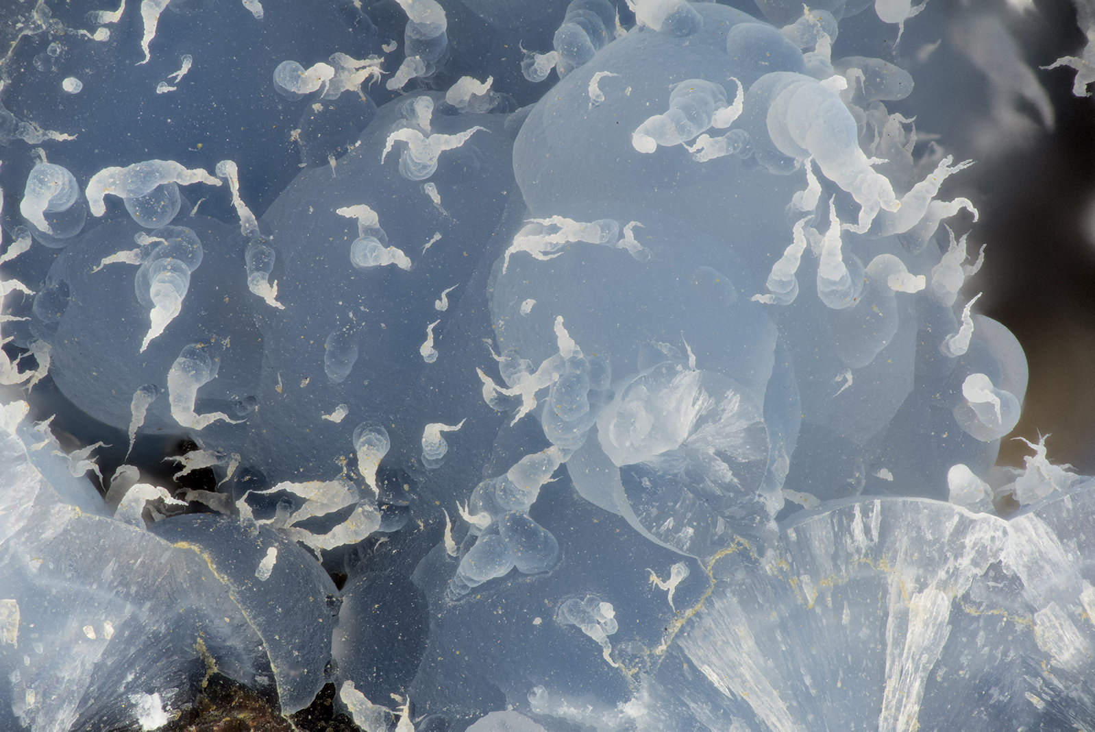 'Thomsonite'
FOV = 3.7 mm
(Autor: Doug)