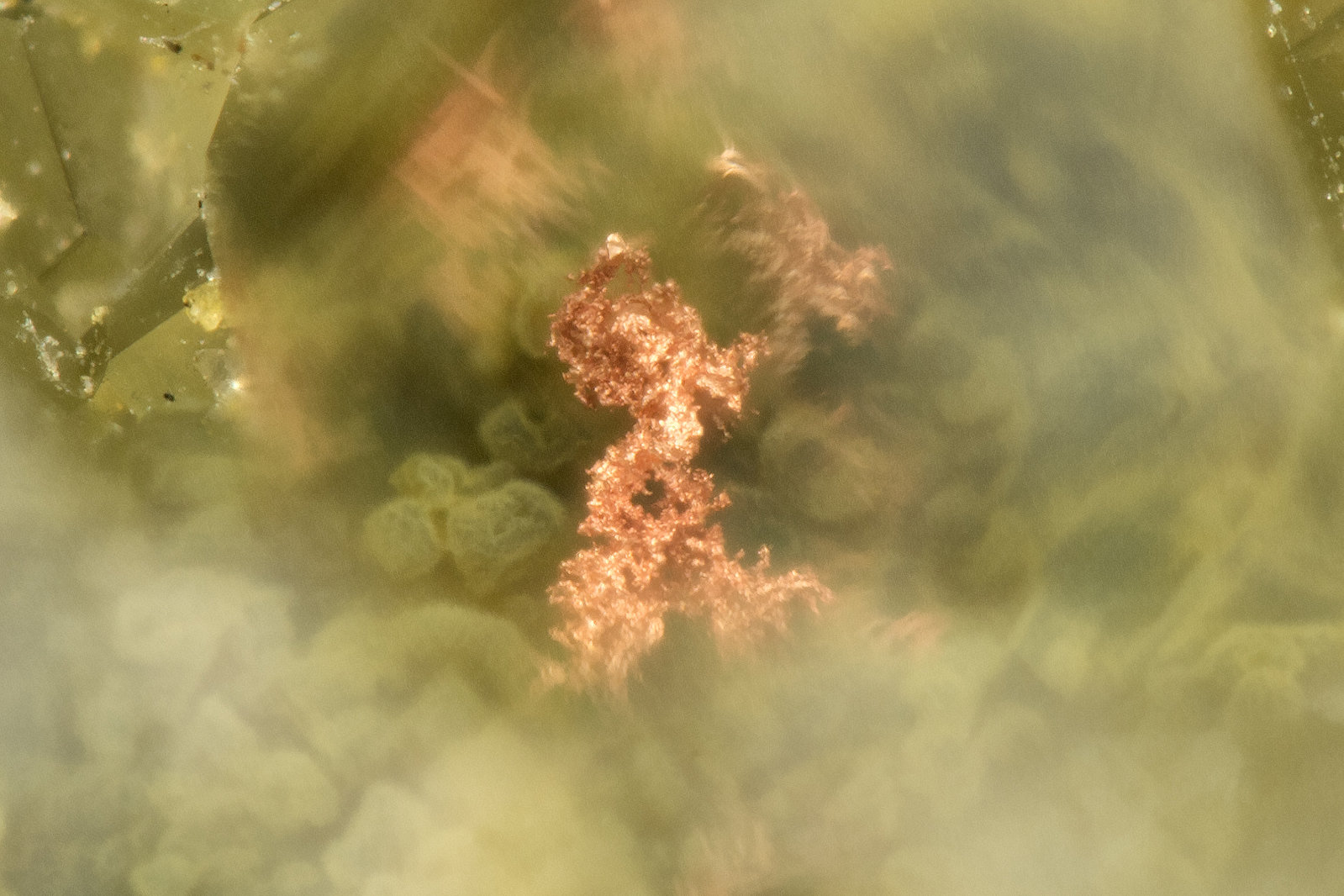 Copper
FOV = 0.7mm
(Autor: Doug)
