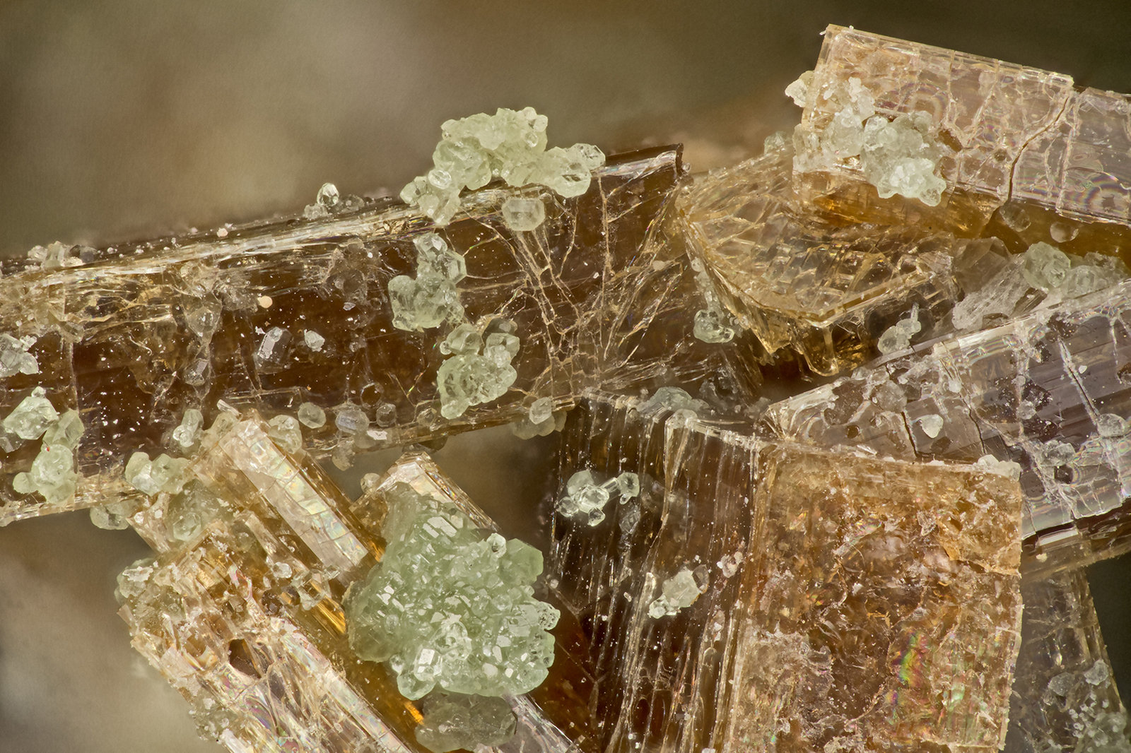 Vesuvianite
FOV = 3.7mm
(Autor: Doug)