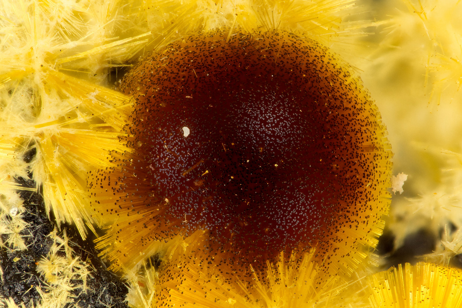 Cacoxenite
FOV = 1.5 mm
(Autor: Doug)