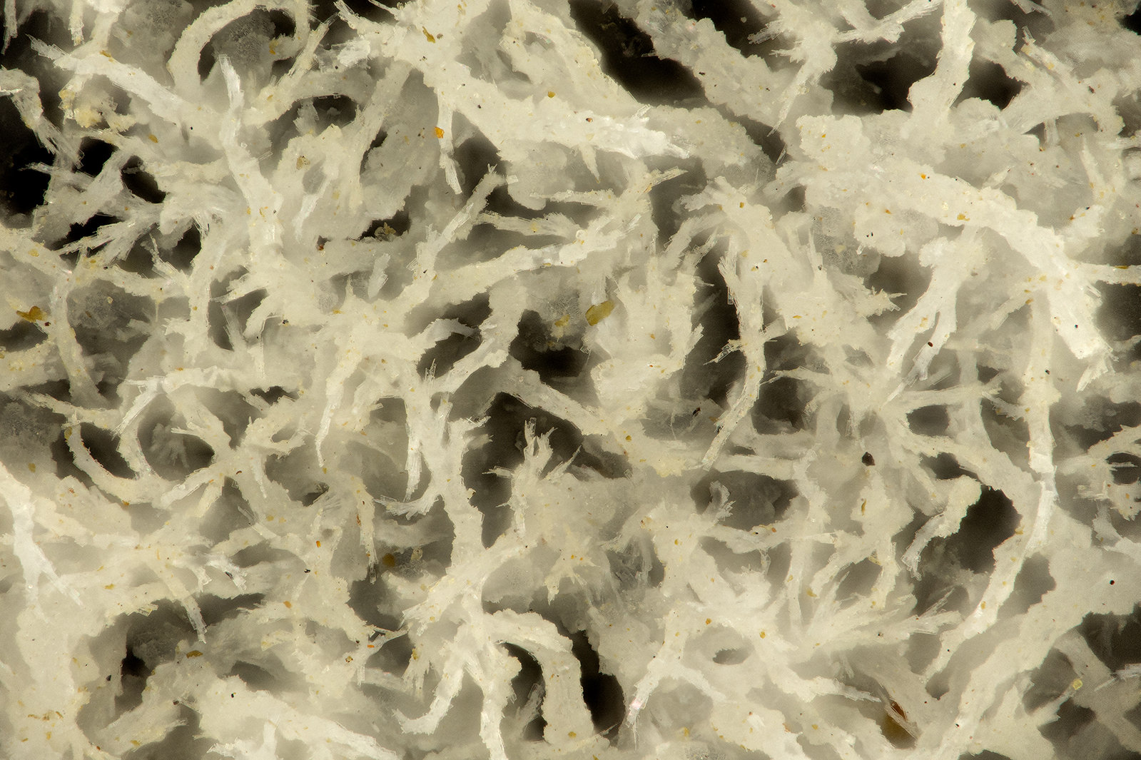 'Thomsonite'
FOV = 1.7 mm
(Autor: Doug)