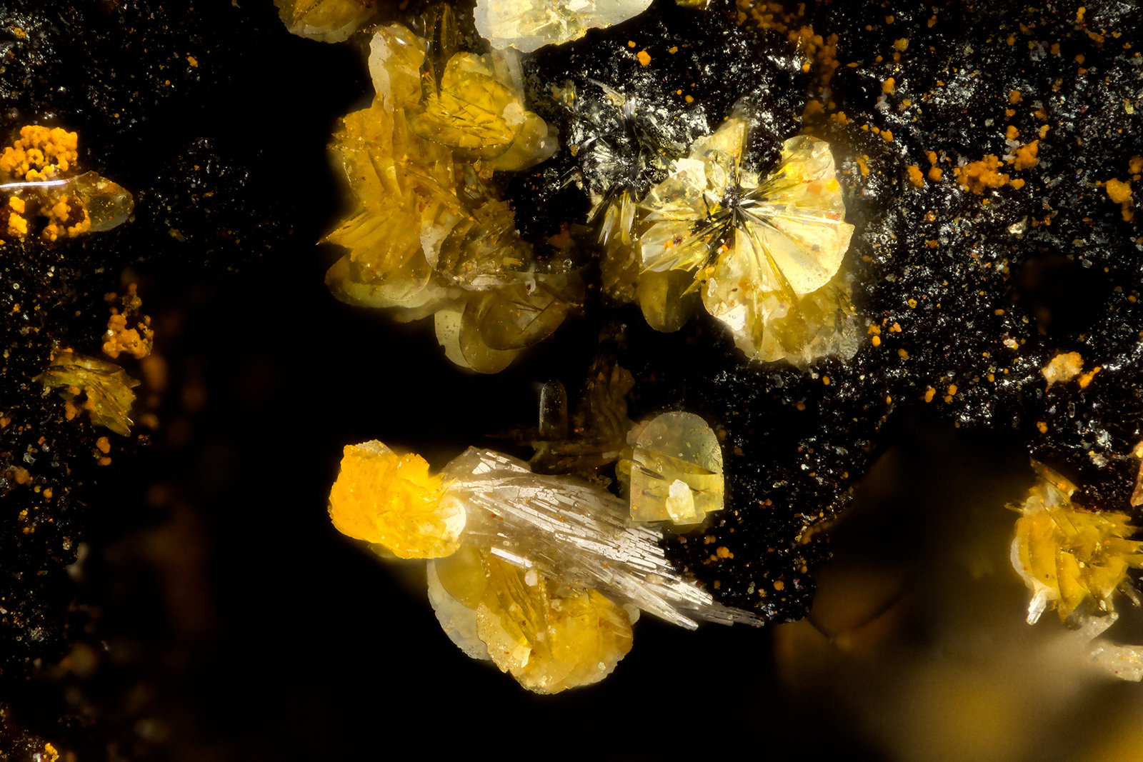 Vanadinite, Descloizite
FOV = 1.5 mm
(Autor: Doug)