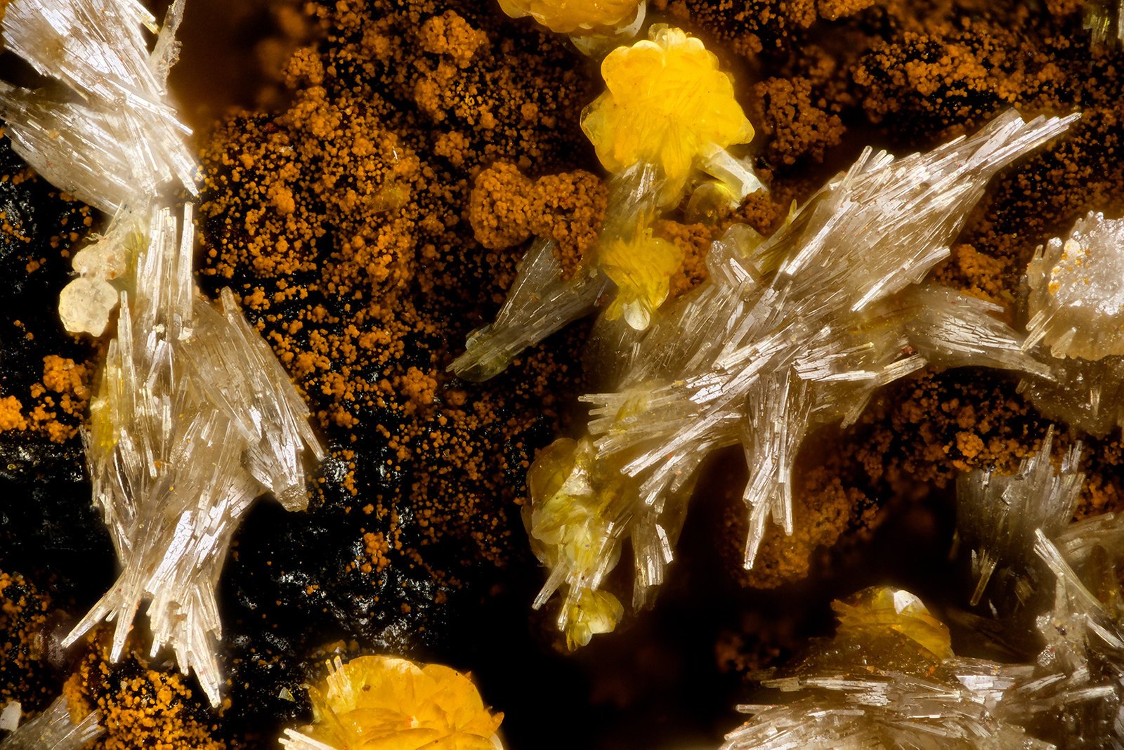 Vanadinite, Descloizite
FOV = 1.9 mm
(Autor: Doug)