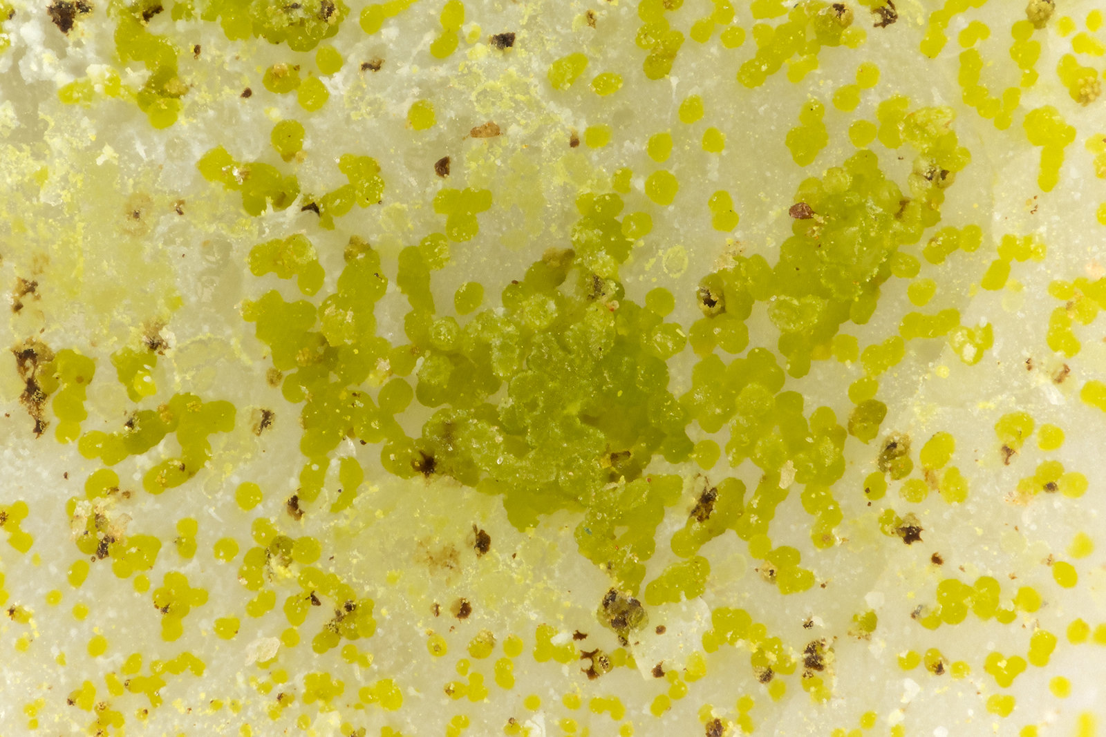 Mottramite
FOV = 1.3 mm
(Autor: Doug)