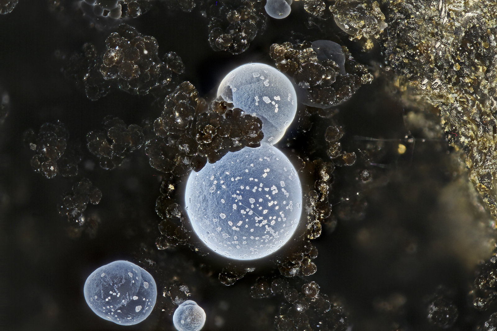 Thomsonite-Ca
FOV = 2.0 mm
(Autor: Doug)