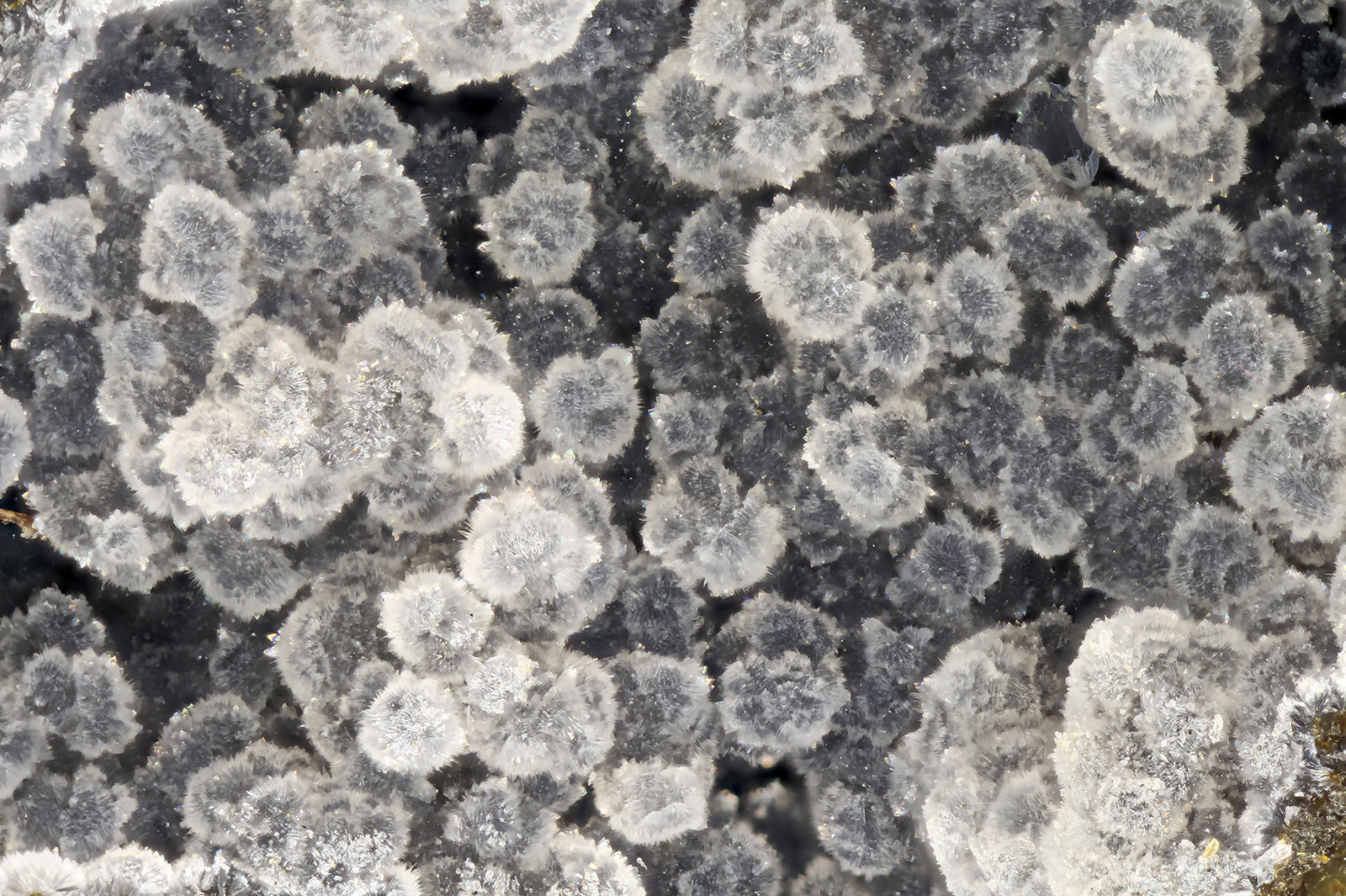 Cowlesite
FOV = 4.0 mm
(Autor: Doug)