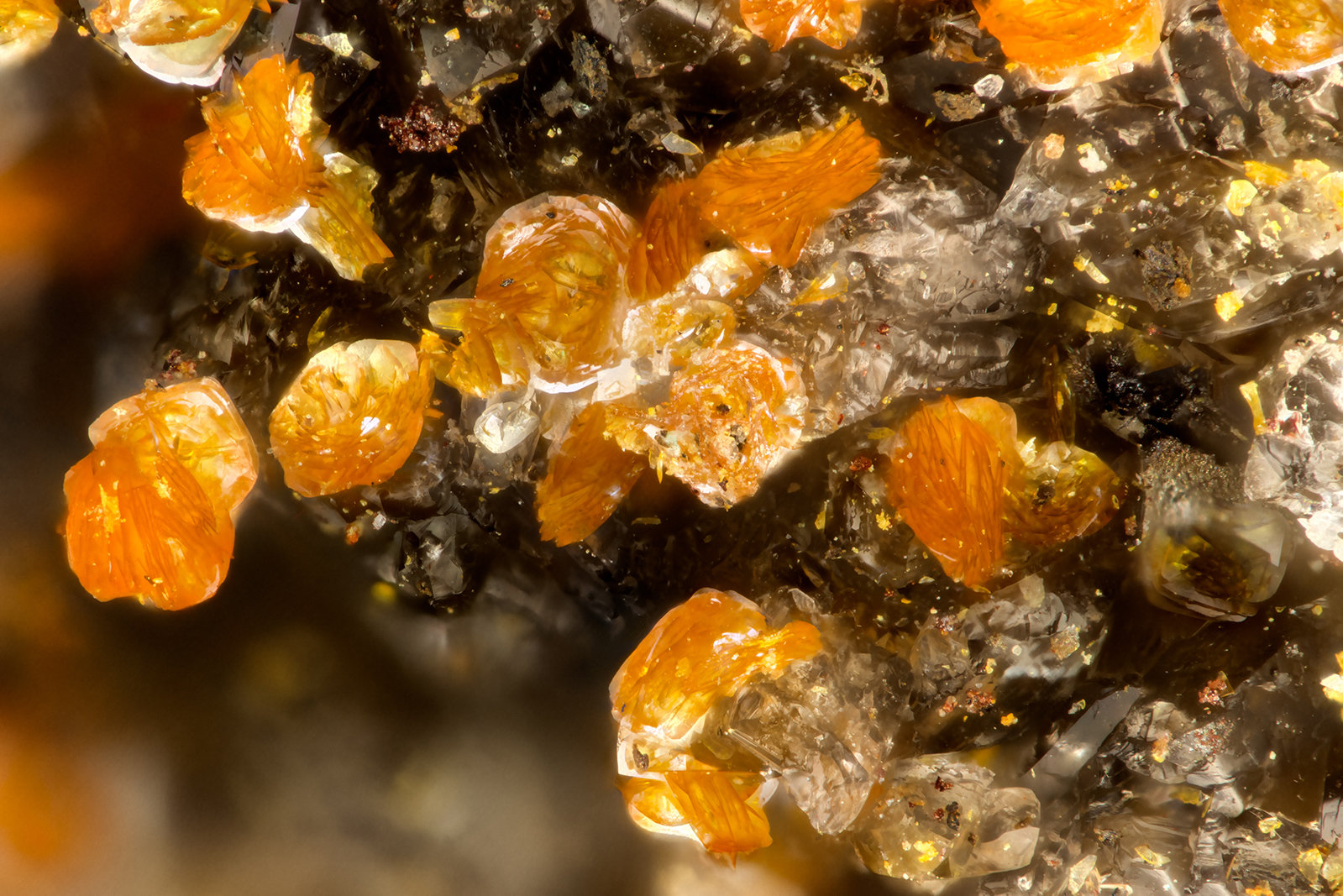 Descloizite
FOV = 1.5 mm
(Autor: Doug)
