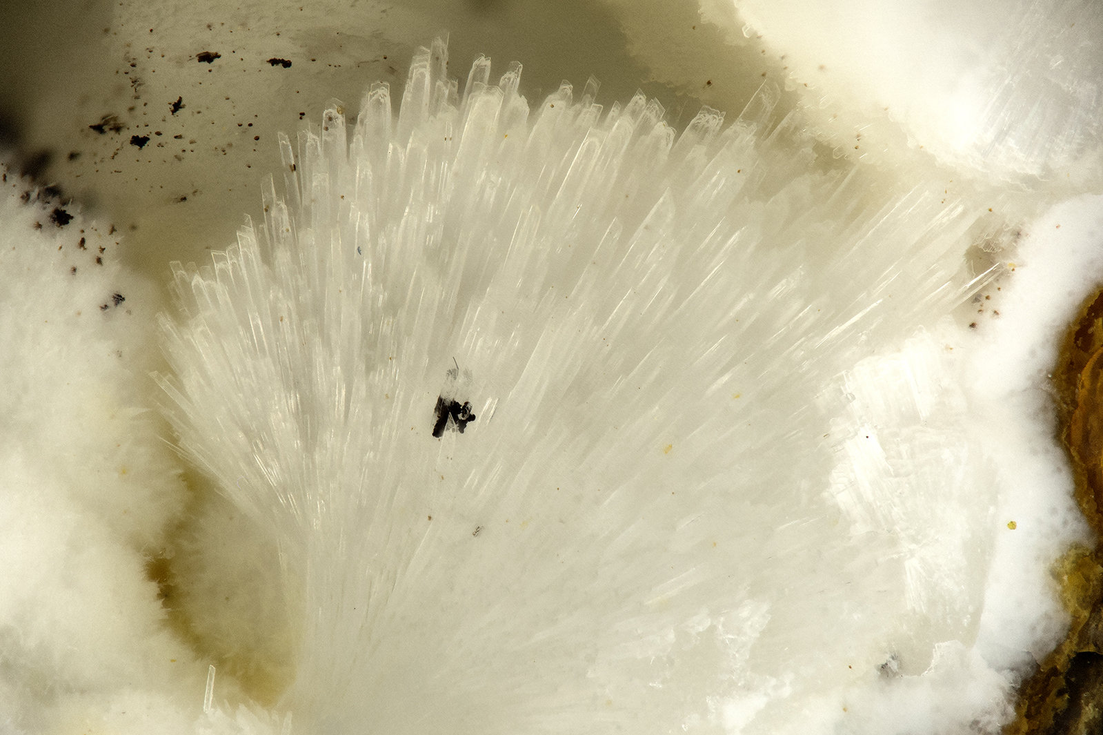 Dachiardite-Ca
FOV = 1.6 mm
(Autor: Doug)