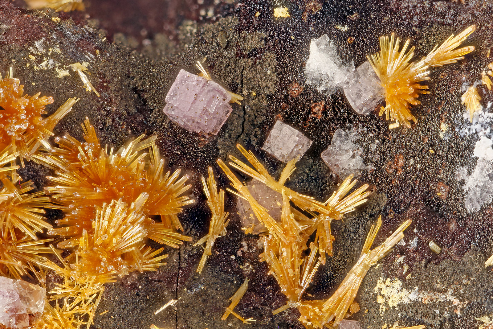 Vanadinite, Fluorite
FOV = 3.6 mm
(Autor: Doug)