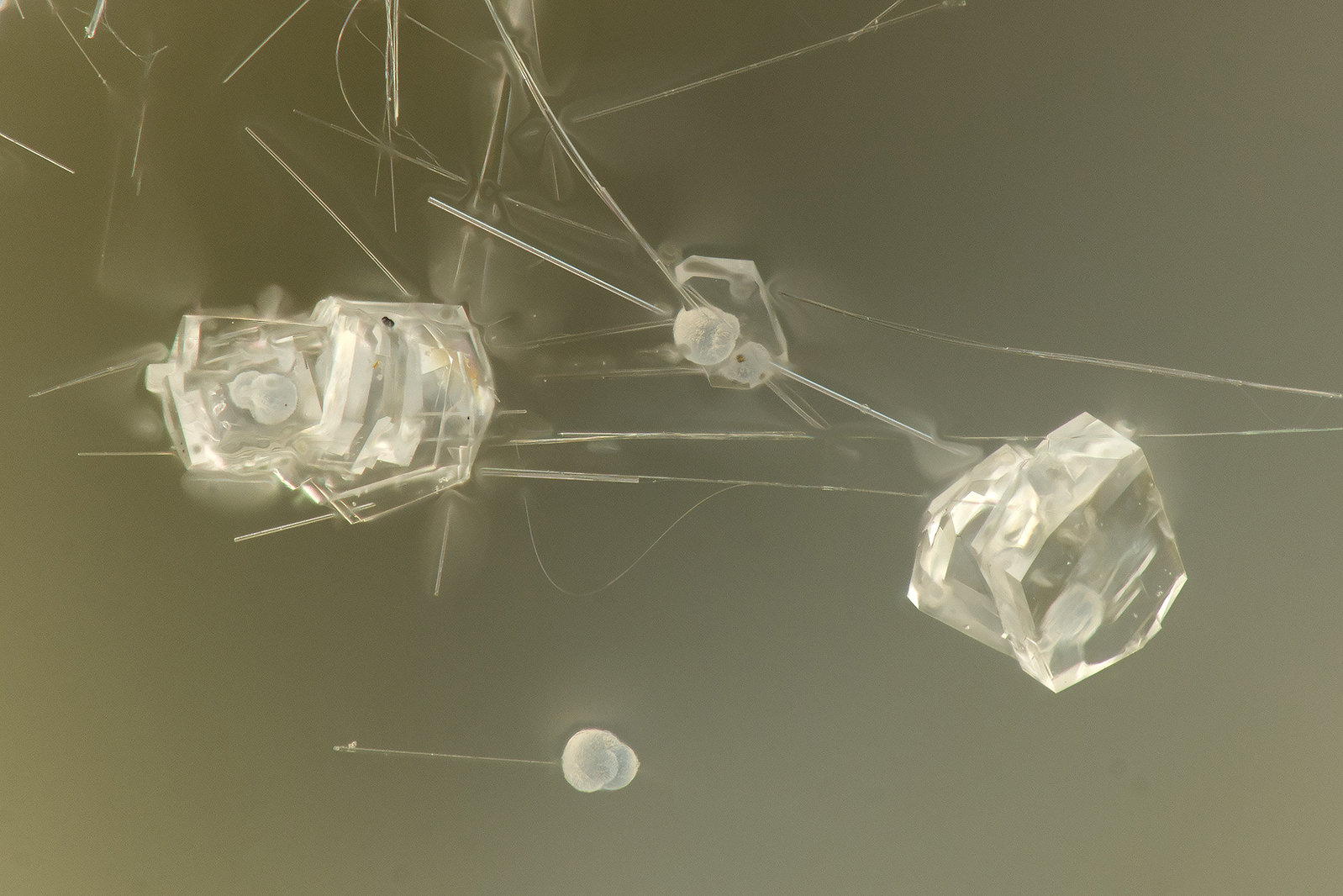 Clinoptilolite-Ca, Erionite-Ca
FOV = 1.2
(Autor: Doug)