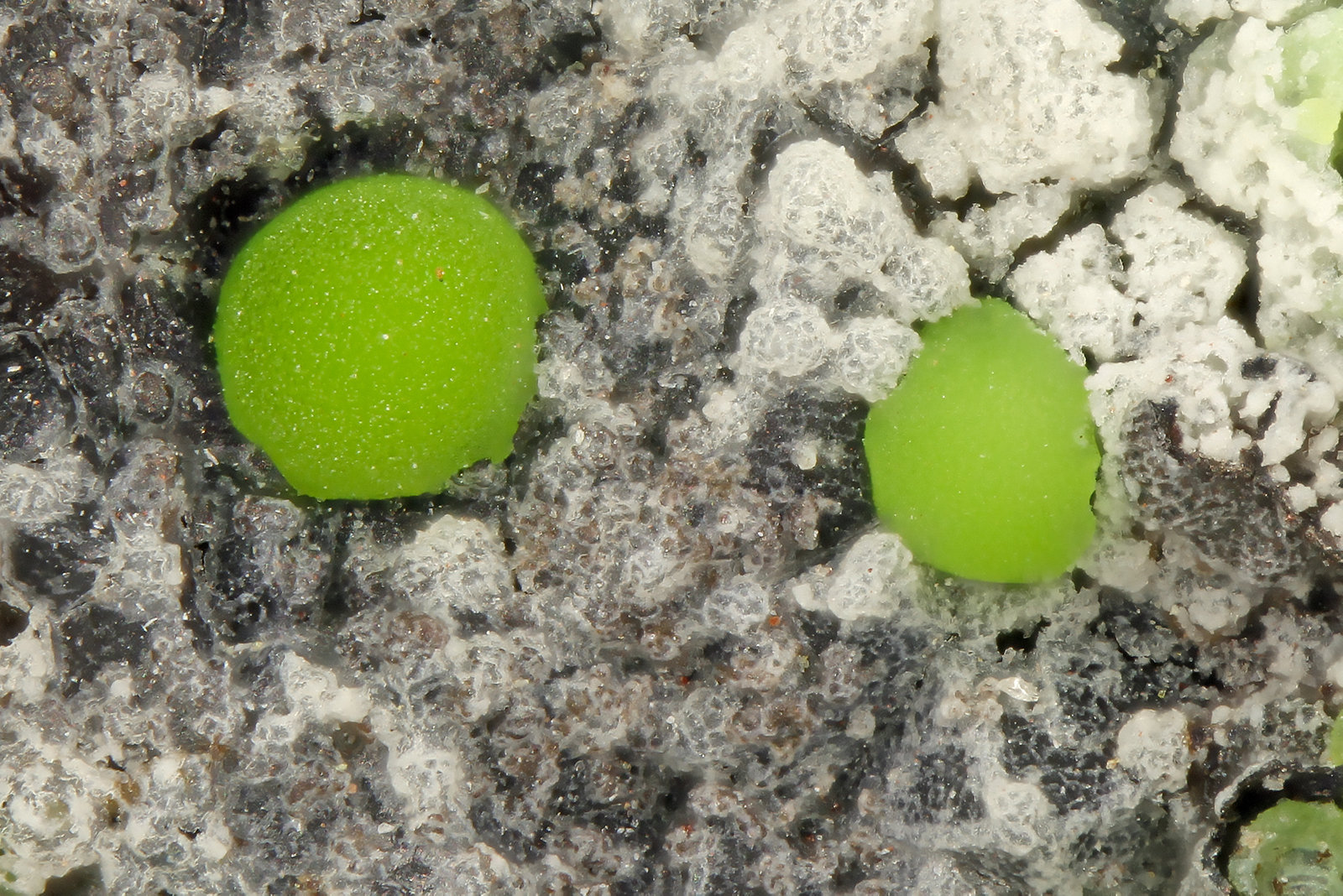Duftite
FOV = 0.9 mm
(Autor: Doug)