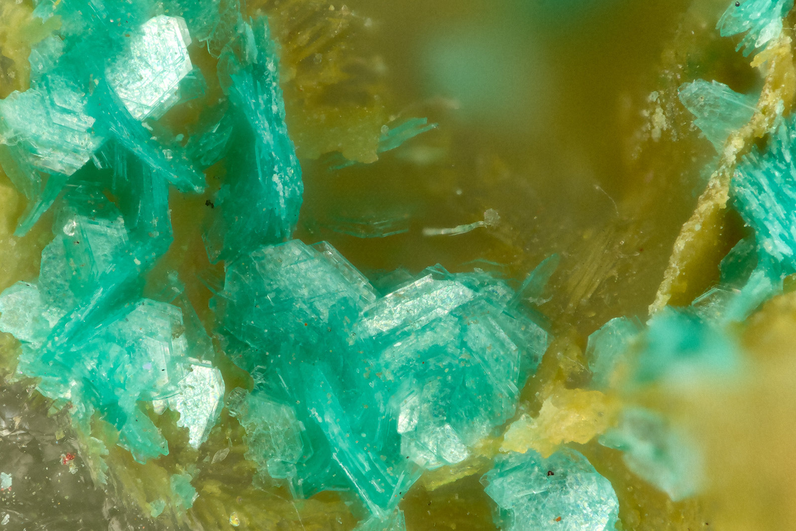 Chalcophyllite
FOV = 1.4 mm
(Autor: Doug)