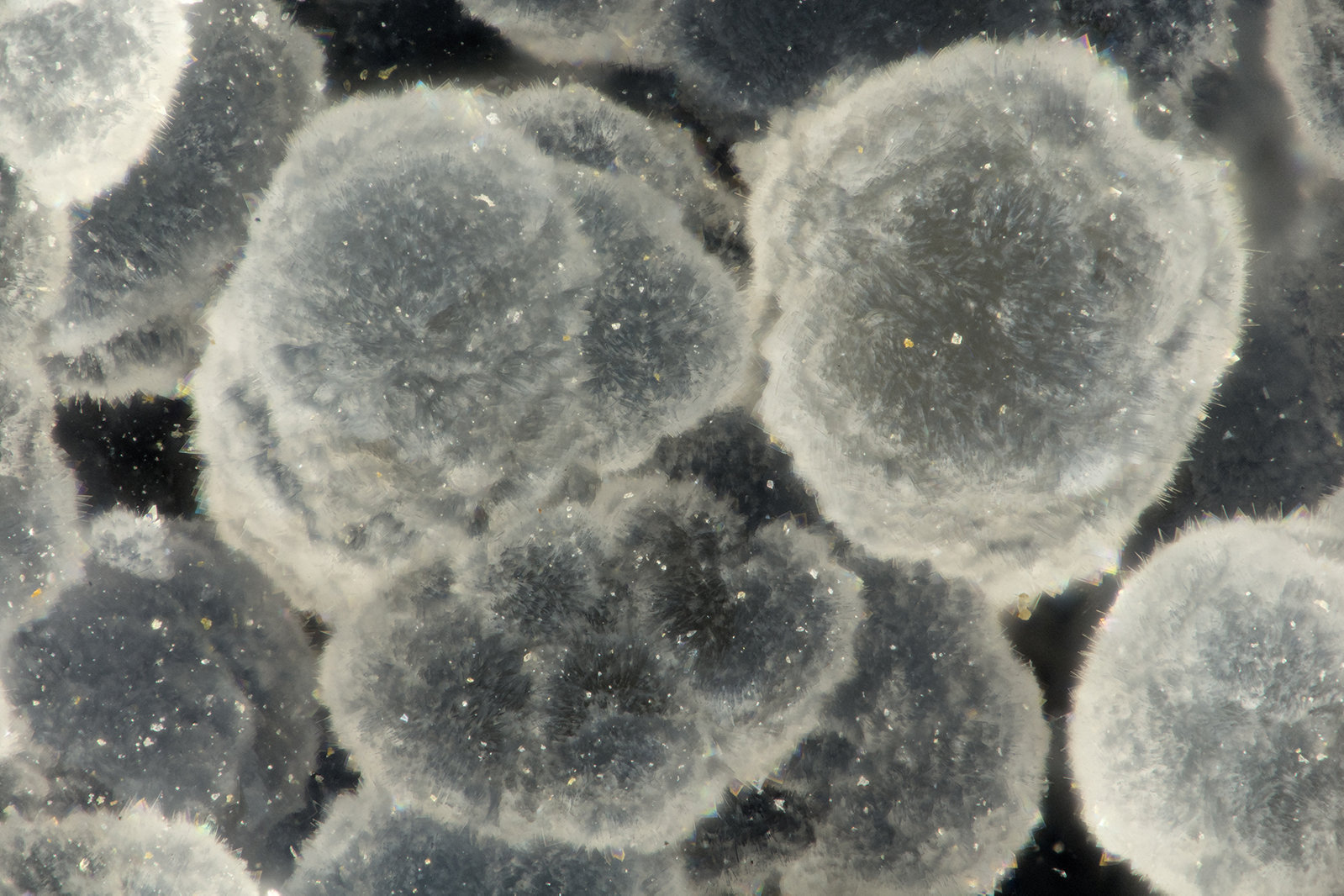 Cowlesite
FOV = 1.8 mm
(Autor: Doug)