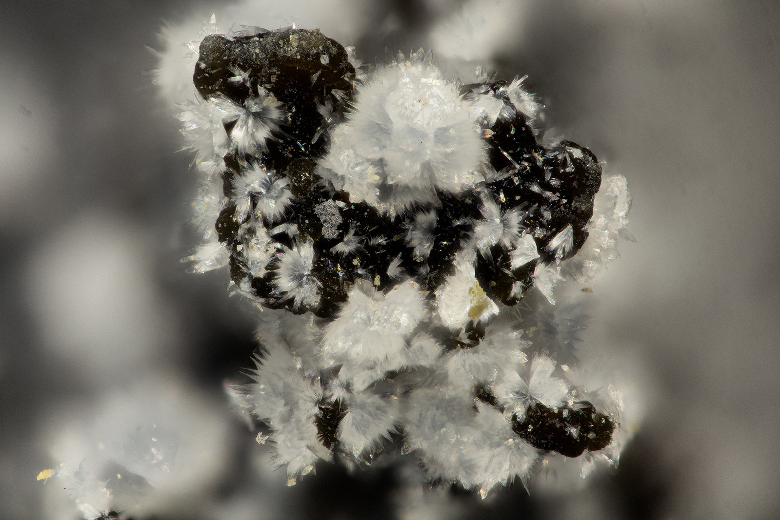 Cowlesite
FOV = 1.4 mm
(Autor: Doug)