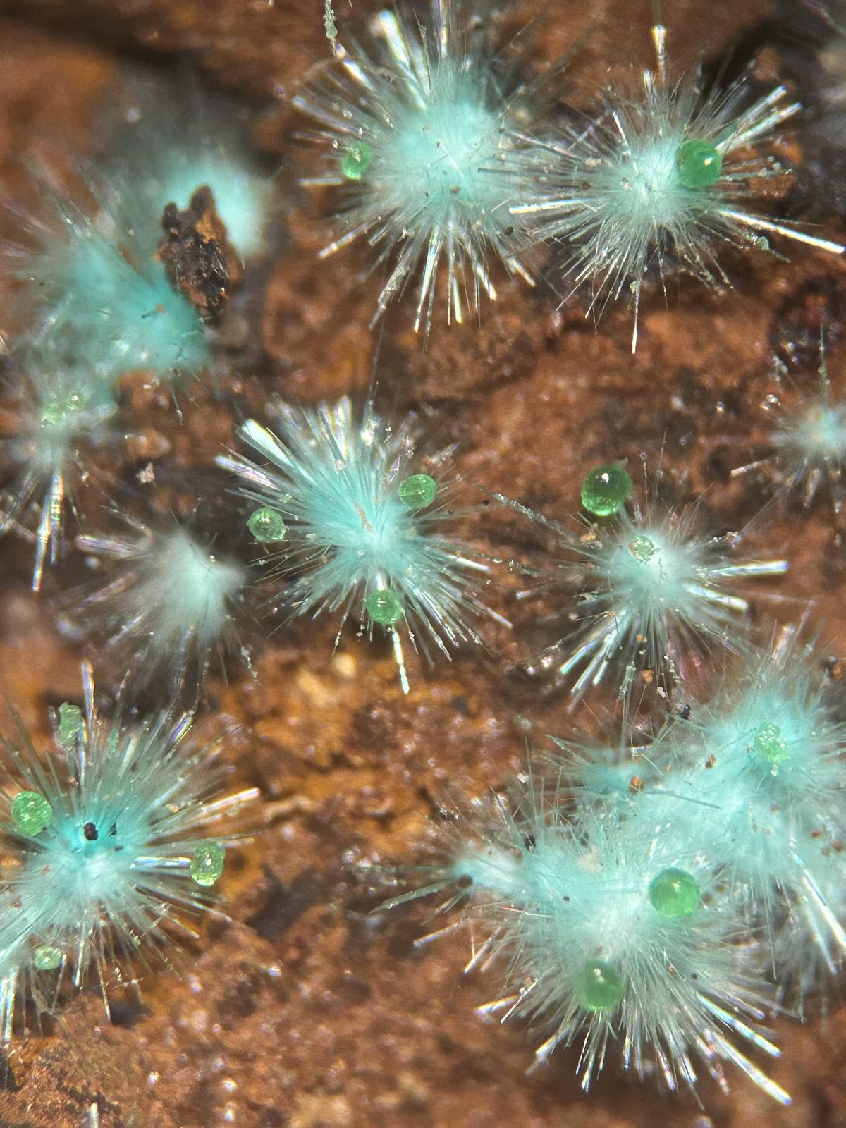 Agardite - (Nd), Conichalcite
4 x 3 cm
(Autor: Antonio Nazario)