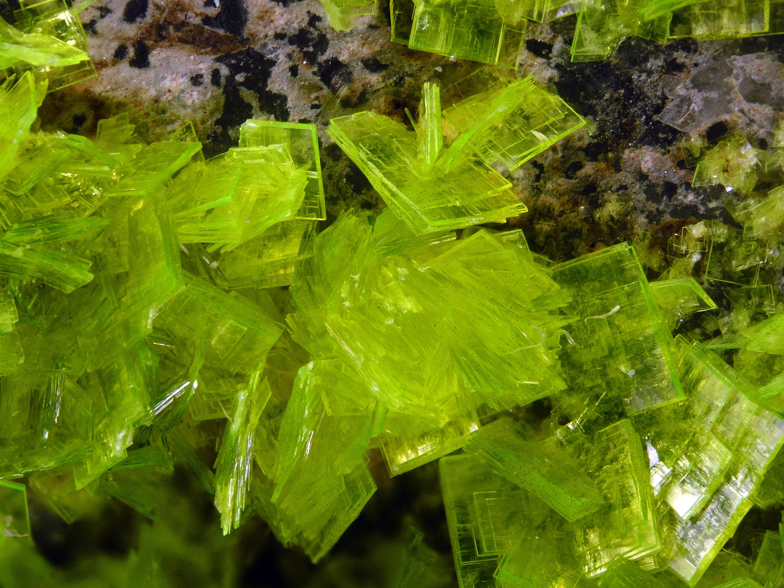 Autunite
FOV 0.8 cm
(Autor: Cesar M. Salvan)