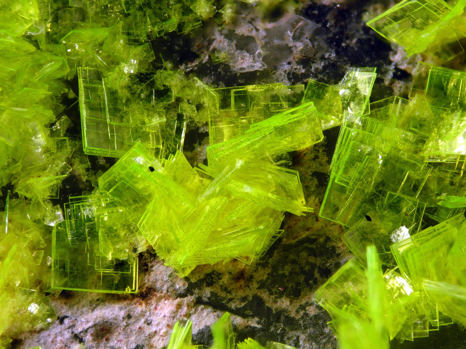 Autunite
FOV 1 cm
(Autor: Cesar M. Salvan)