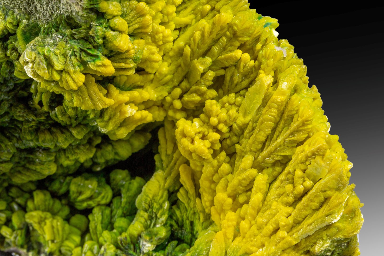 Autunite and Metaautunite
17 x 11.5 x 8 cm
(Autor: MIM Museum)