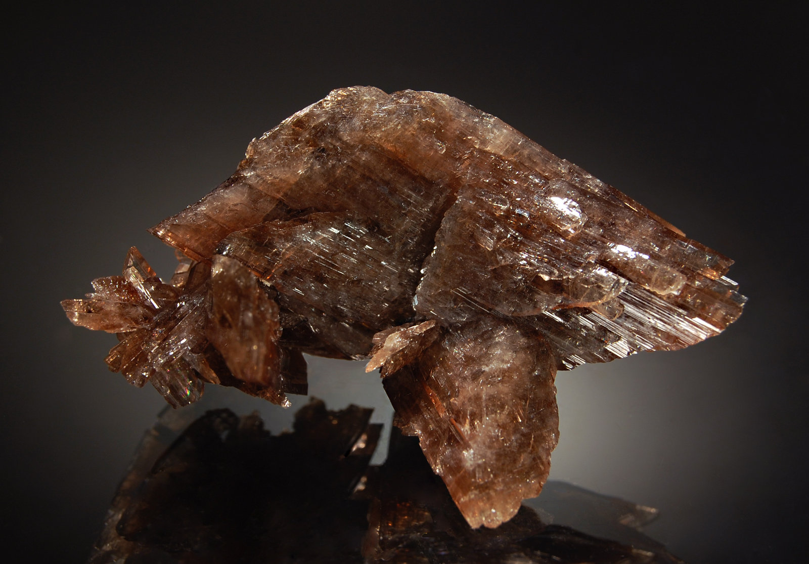 Axinite-(Mn)
3.1 x 6.2 cm
(Autor: Michael Shaw)