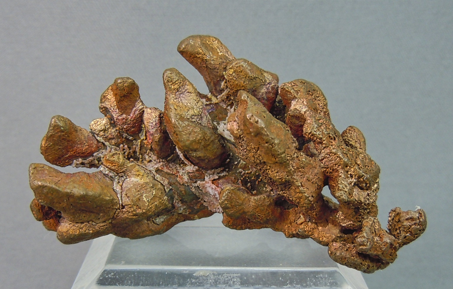 Copper
4.5cm x 2.7cm
(Autor: rweaver)