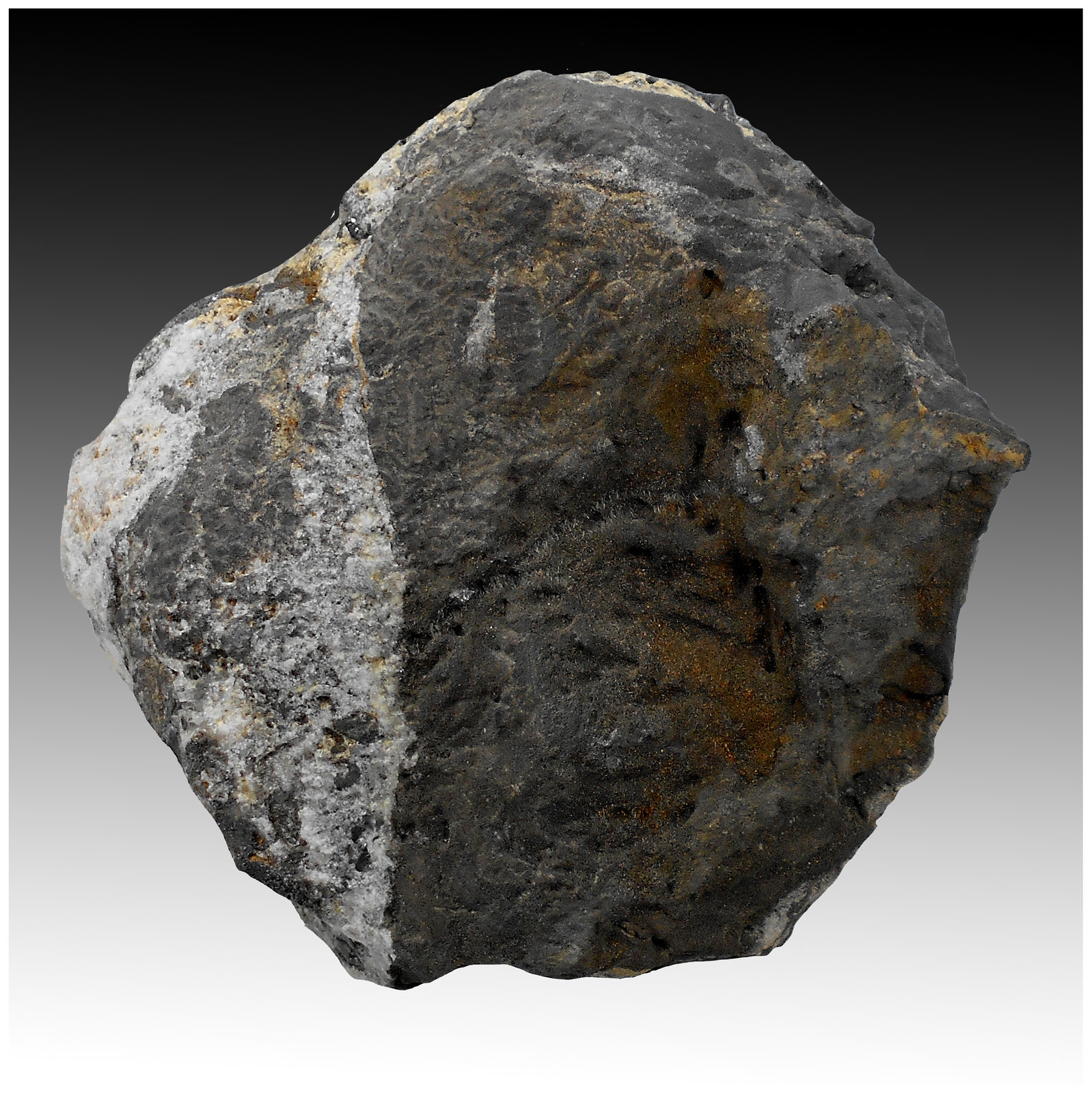 Cassiterite, Quartz
14 cm x 13 cm x 7 cm
(Autor: silvia)
