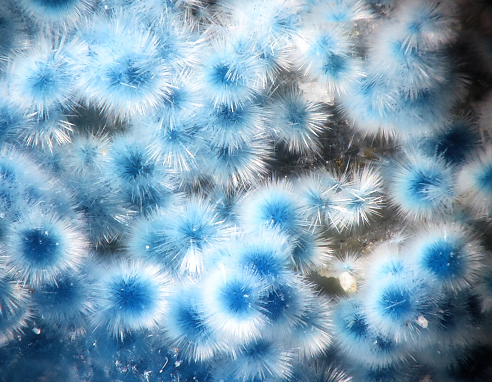 Connellite and Buttgenbachite
FOV 2,4 mm
(Autor: Firmo Espinar)