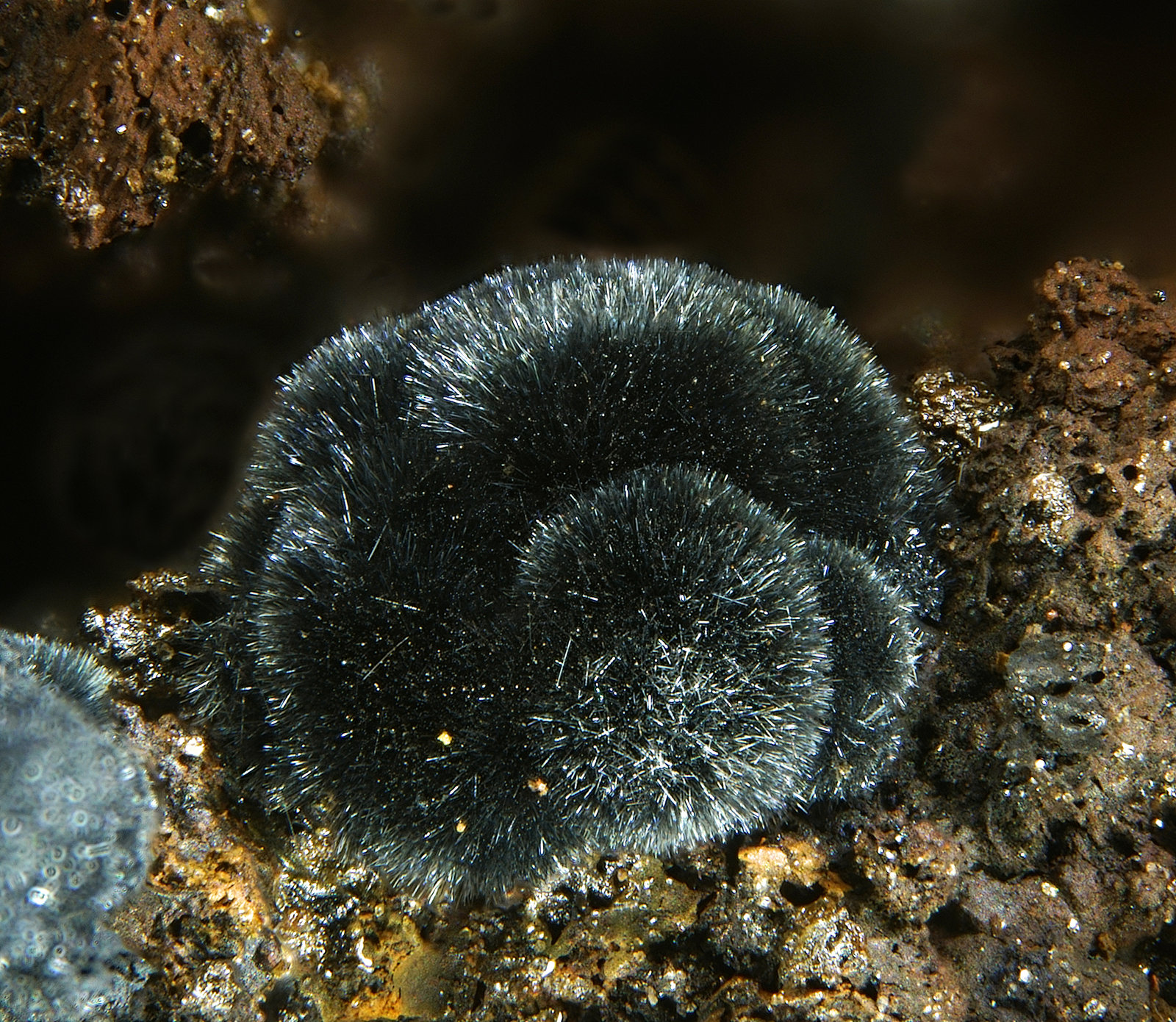 Coronadite
fov 2.1 mm
(Autor: Jordi Fabre)