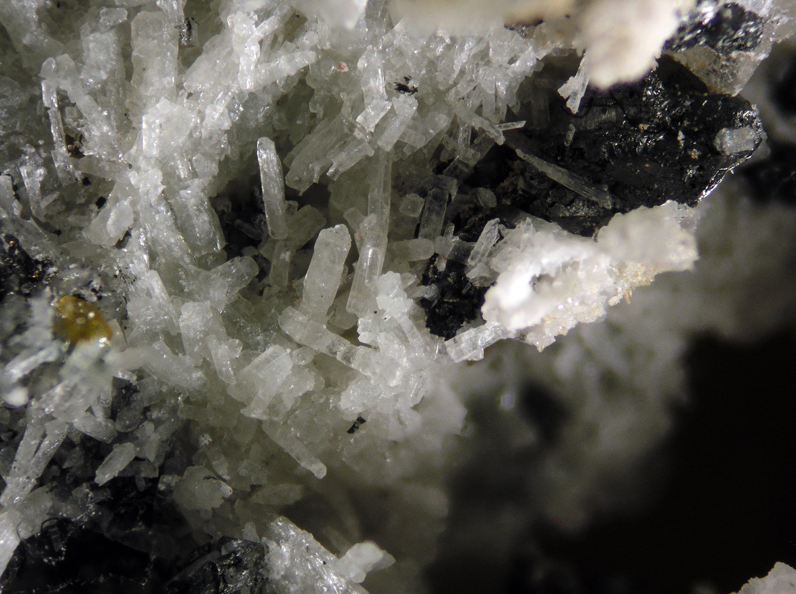 Cuspidine
FOV 1 cm
(Autor: Cesar M. Salvan)