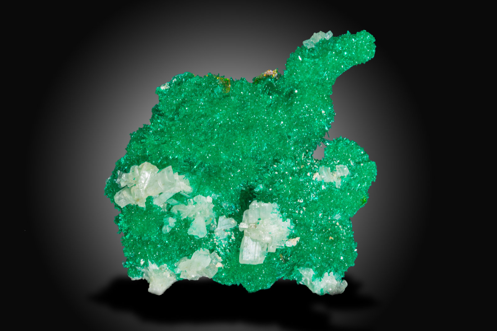 Dioptase with Cerussite
3 x 3.5 x 2 cm
(Autor: SWK)