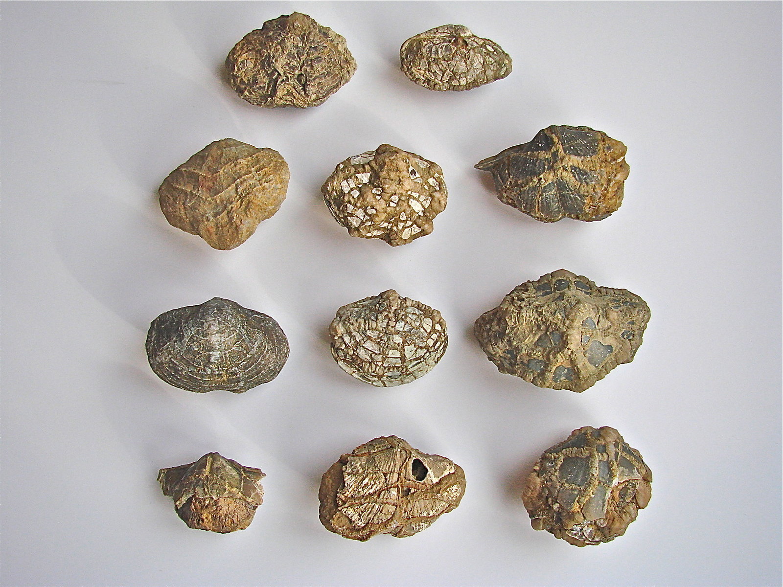Quartz replacing fossil
about 4 cm to 6 cm
(Autor: Bob Harman)