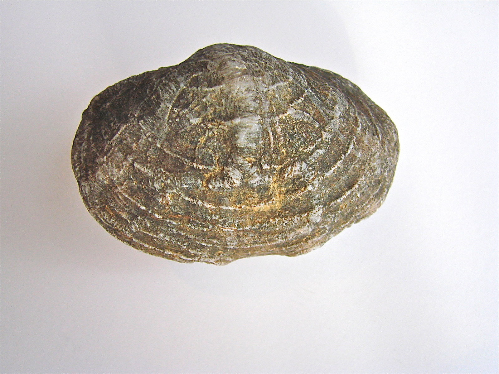 Quartz replacing fossil
5 cm
(Autor: Bob Harman)