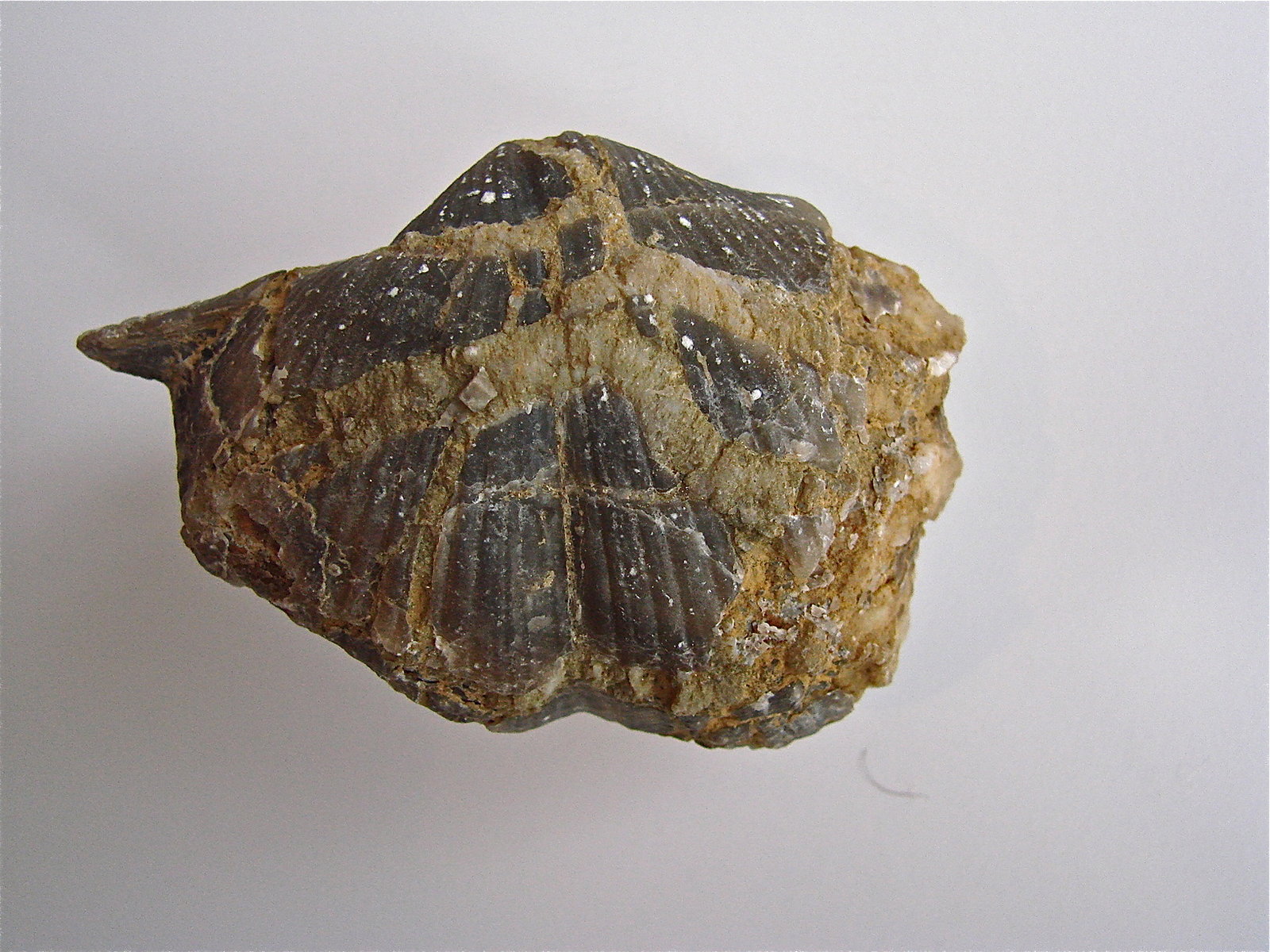 Quartz replacing fossil
5.5 cm
(Autor: Bob Harman)
