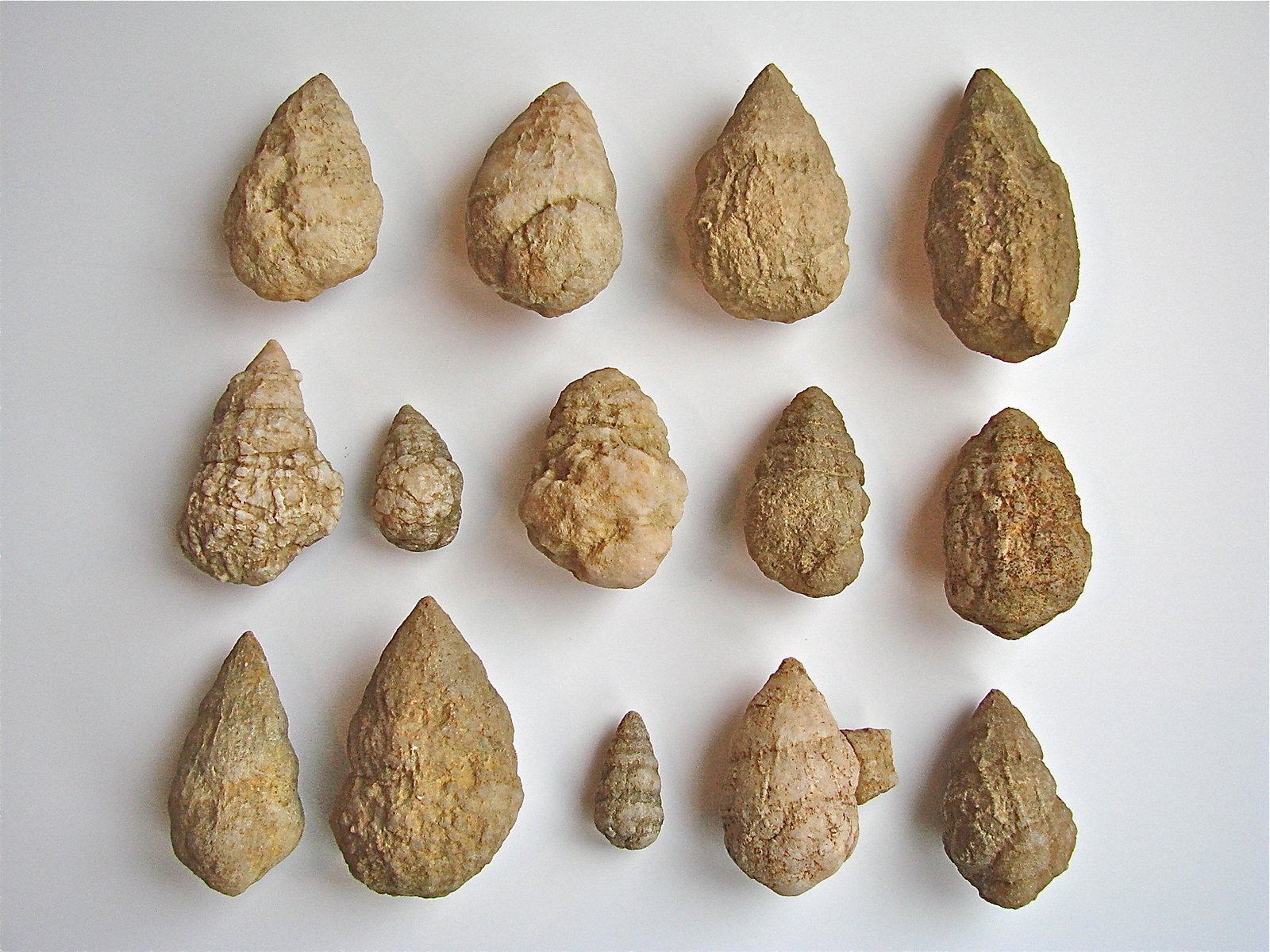 Quartz replacing fossil
these range from 2.5 cm to about 6 cm
(Autor: Bob Harman)